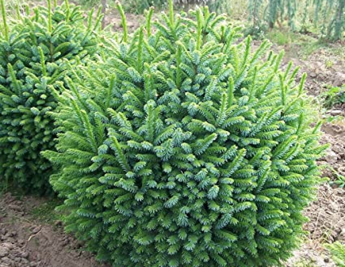 Molid balcanic ´Nana´