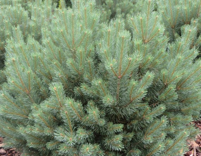 Pin silvestru ´Watererii´