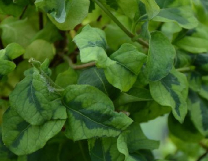 Caprifoi- japonez ´Kogel-Mogel´