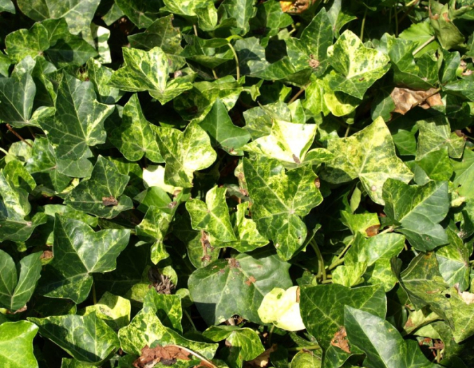 Iedera "Profesorul Seneta