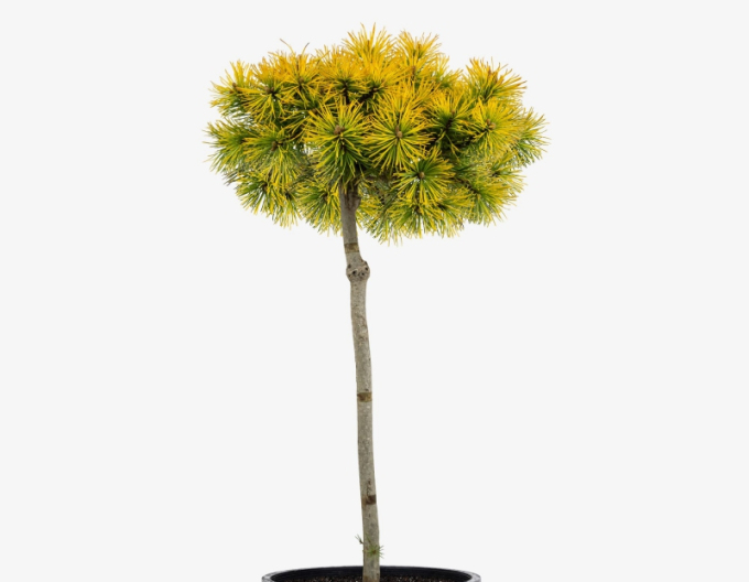 Pin Carsten´s Wintergold´ pe tulpină