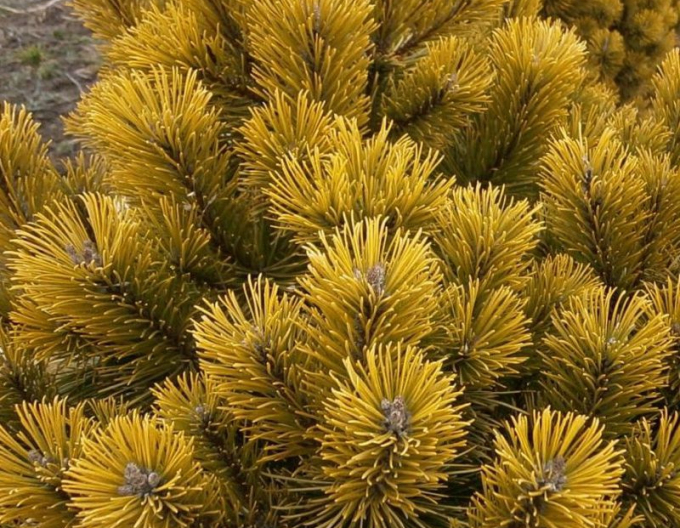 Pin de munte ´Wintergold´