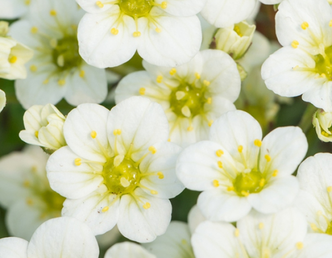 Saxifraga White Star