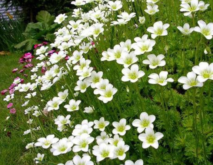 Saxifraga White Star