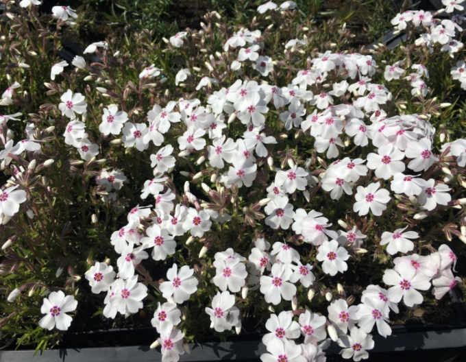 Phlox  ´Amazing Grace White with Eye´