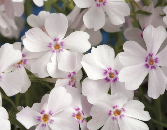 Phlox  ´Amazing Grace White with Eye´
