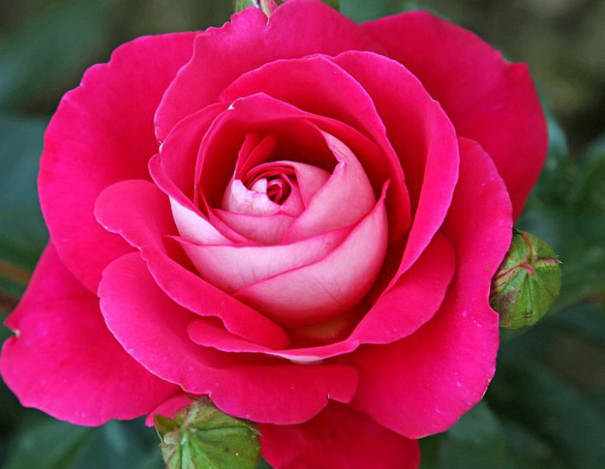 Trandafir pomișor GAVOTTE