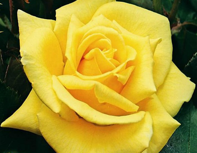 Trandafir pomișor ´LANDORA´