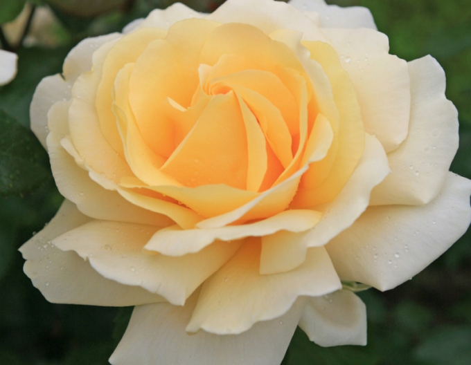 Trandafir pomișor ´WINTER SUN´