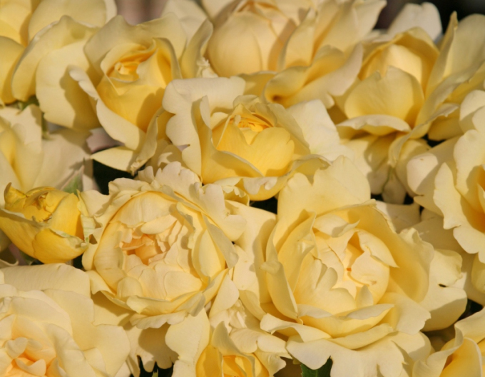 Trandafir pomișor ´WINTER SUN´