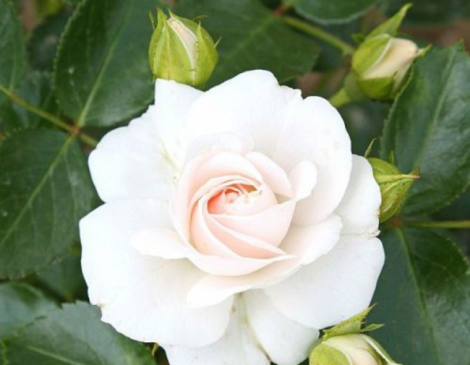 Trandafir pomișor ´WHITE CRYSTAL´