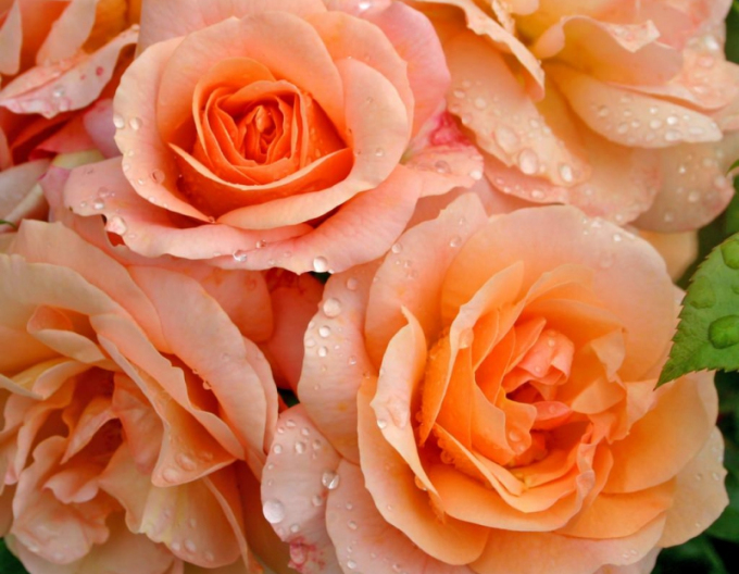 Trandafir pomișor ´APRICOLA´