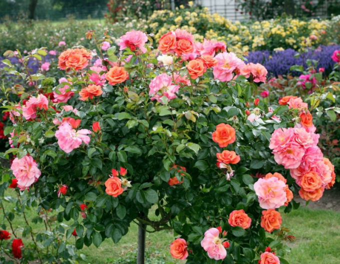 Trandafir pomișor ´APRICOLA´