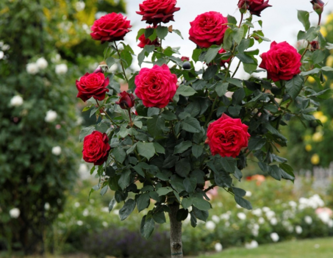 Trandafir pomișor´GRAFIN DIANA´