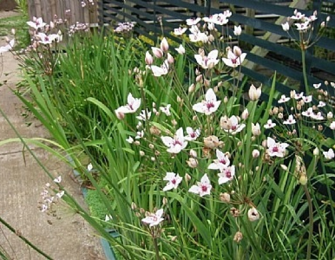 Ixia„Freesia laxa