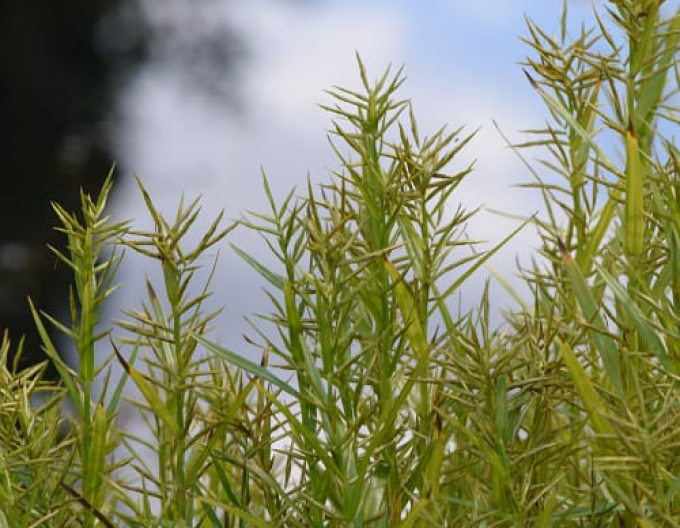 Rogoz cu trei frunze