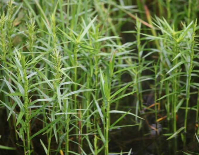 Rogoz cu trei frunze