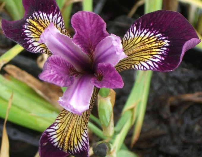 Iris Versicolor Kermesina