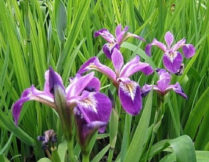 Iris Versicolor Kermesina