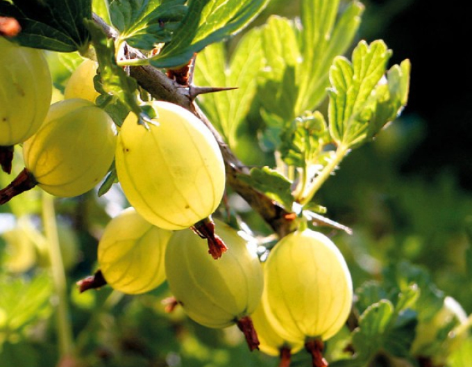 Agriș Hinnonmaki Yellov  - tufă