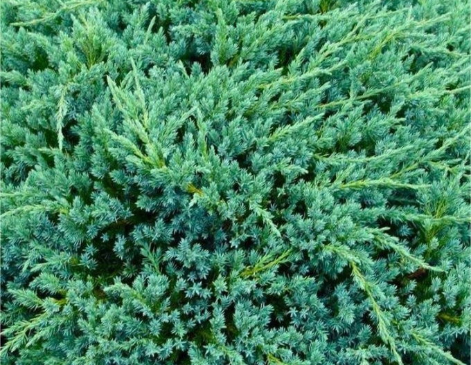 Lenupăr Blue Carpet