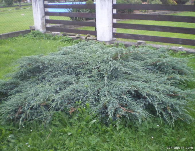 Lenupăr Blue Carpet