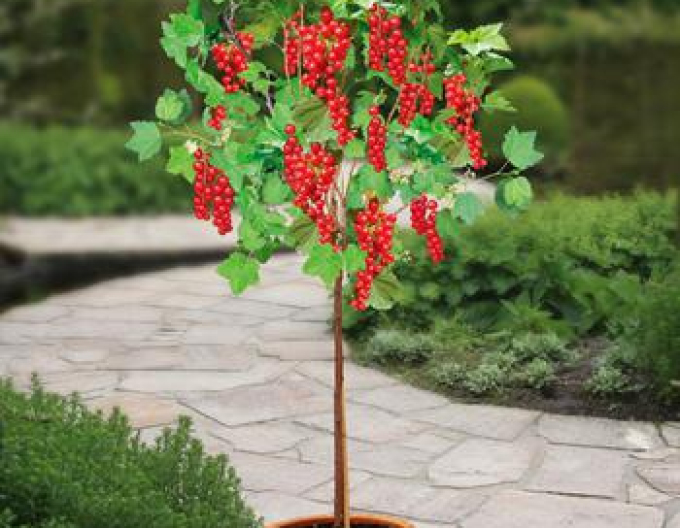 Coacăz roșu "Jonkheer Van Tets" pom fructifer 2l