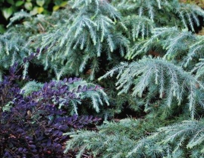 Cedru de Himalaya "Feeling Blue"