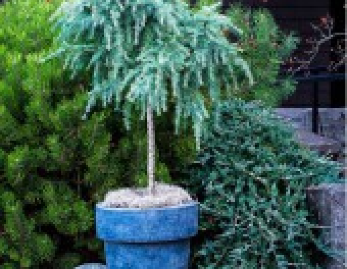 Cedru de Himalaya "Feeling Blue"
