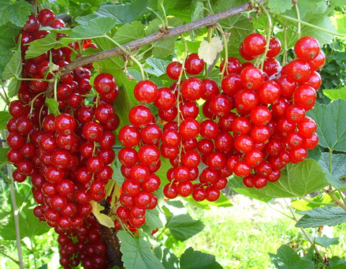 Coacăz roșu "Jonkheer Van Tets" pom fructifer 2l