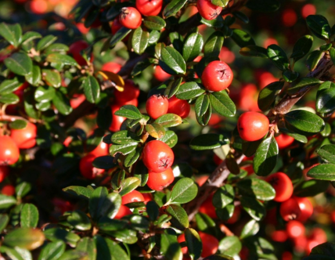 Cotoneaster dammeri "Skogholm"