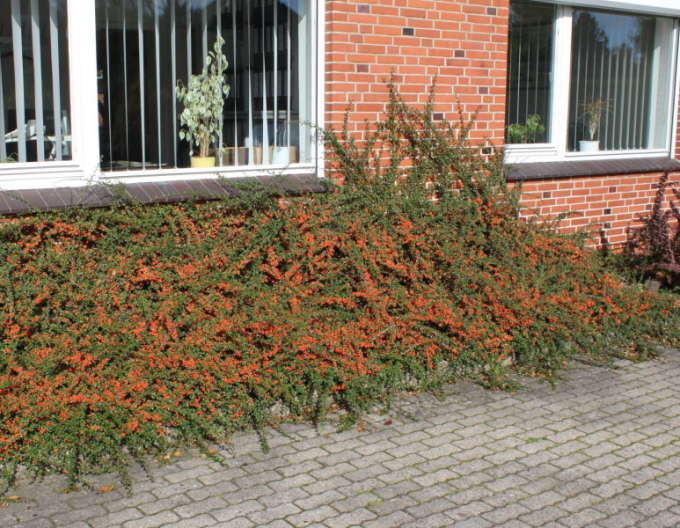 Cotoneaster dammeri "Skogholm"