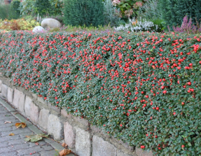 Cotoneaster dammeri "Skogholm"