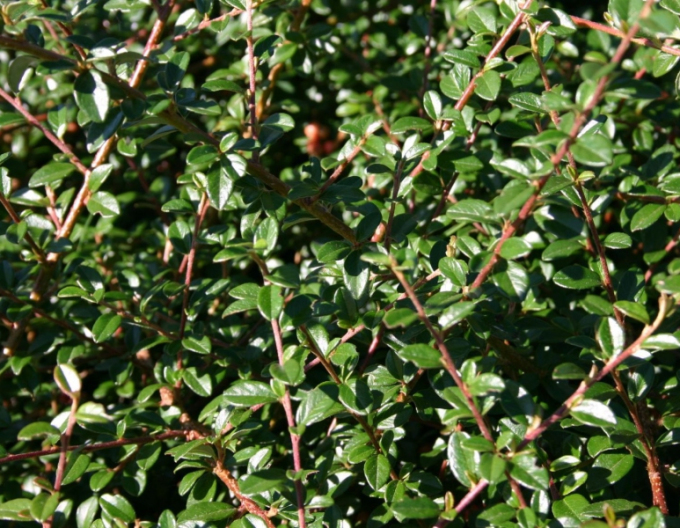 Cotoneaster dammeri "Skogholm"