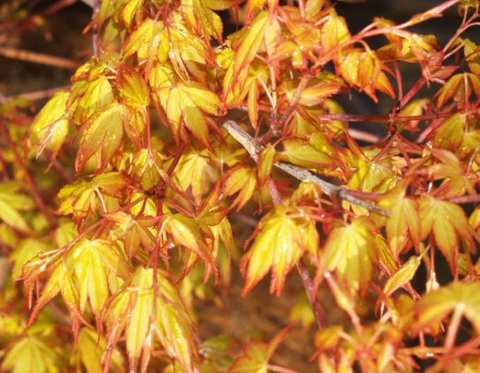 Arțar cu frunze palmate-katsura