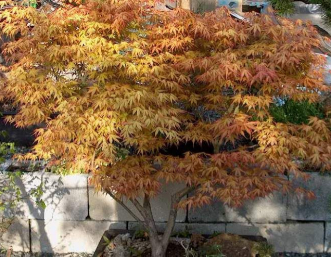 Arțar cu frunze palmate-katsura