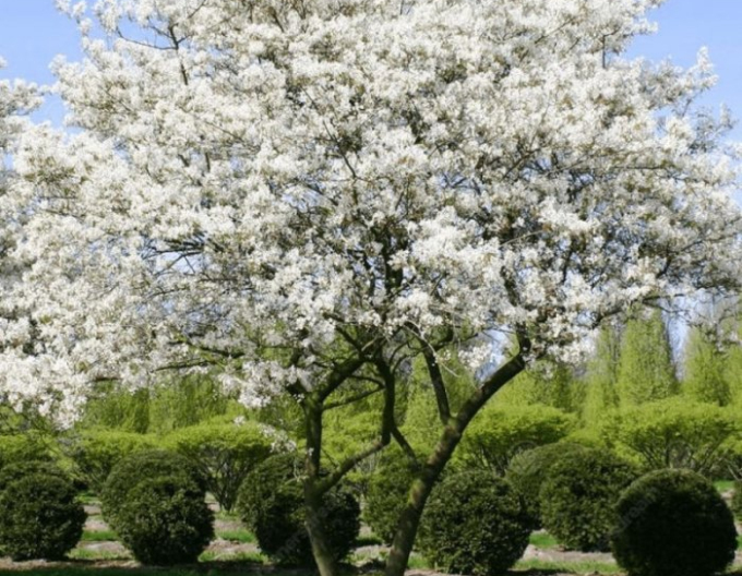 Amelanchier lamarckii 120 - 140cm