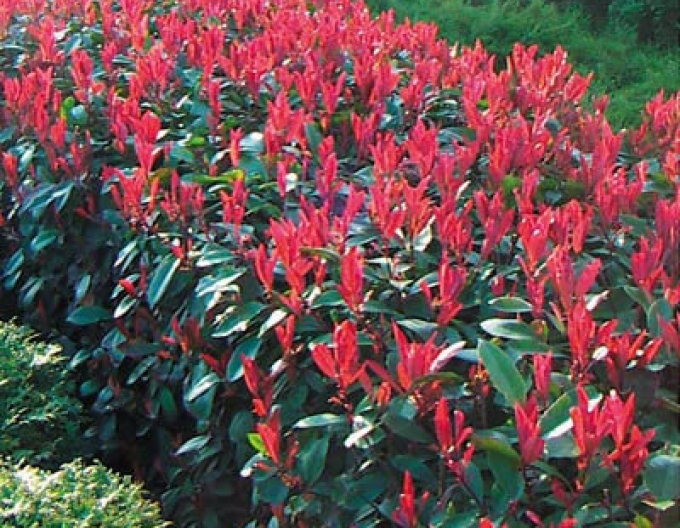 Photinia fraseri ´Red Robin´ 2l