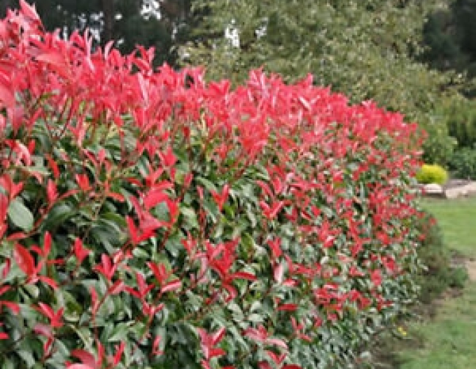 Photinia fraseri ´Red Robin´ 2l
