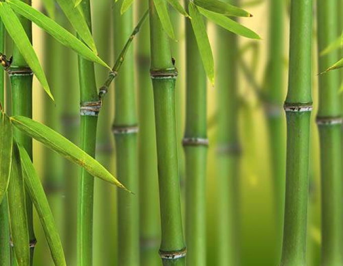 Bambus ´ Bissettii ´