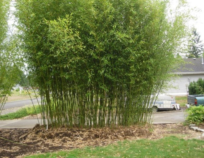 Bambus ´ Bissettii ´