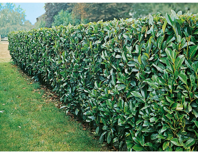 Prunus laurocerasus Novita 5L