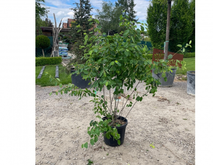 Amelanchier lamarckii 120 - 140cm