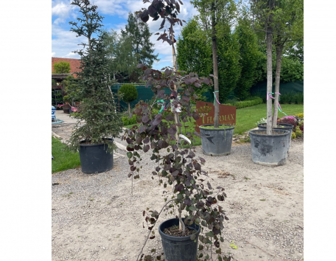 Arborele lui iuda-canadian-ruby-falls