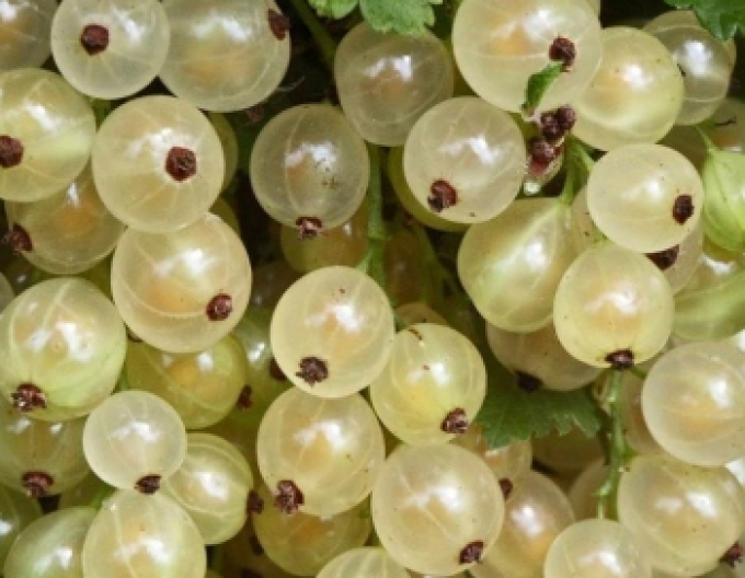 Coacăz alb ’Blanka’ – pom fructifer 2L