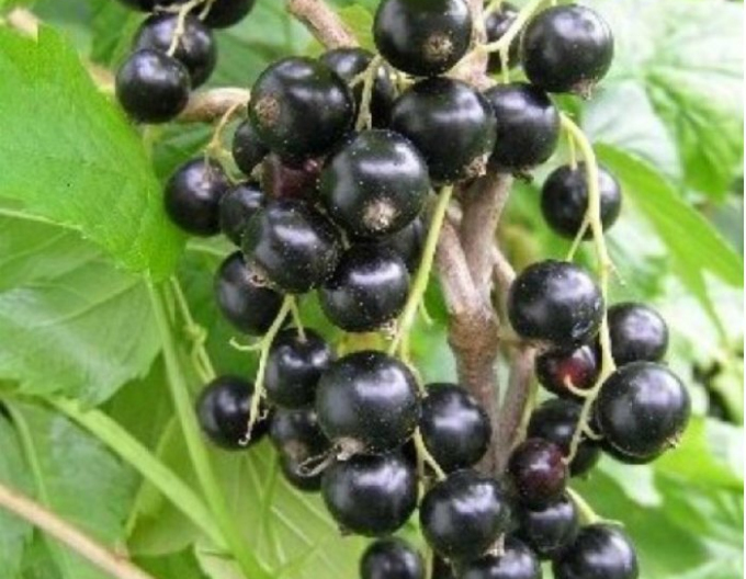 Coacăz negru "Sofijevskaja" pom fructifer, 2l