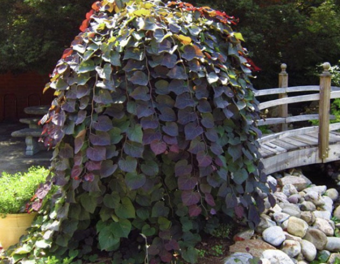 Arborele lui iuda-canadian-ruby-falls