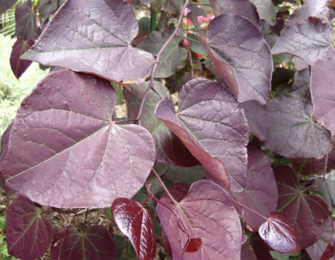 Arborele lui iuda-canadian-ruby-falls