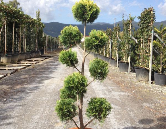 Cupressocyparis Leyland PON PON 120cm