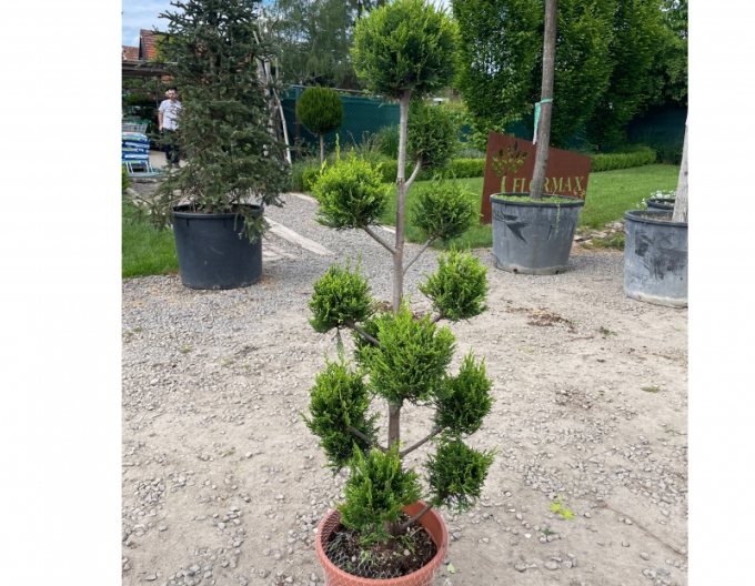 Cupressocyparis Leyland PON PON 120cm